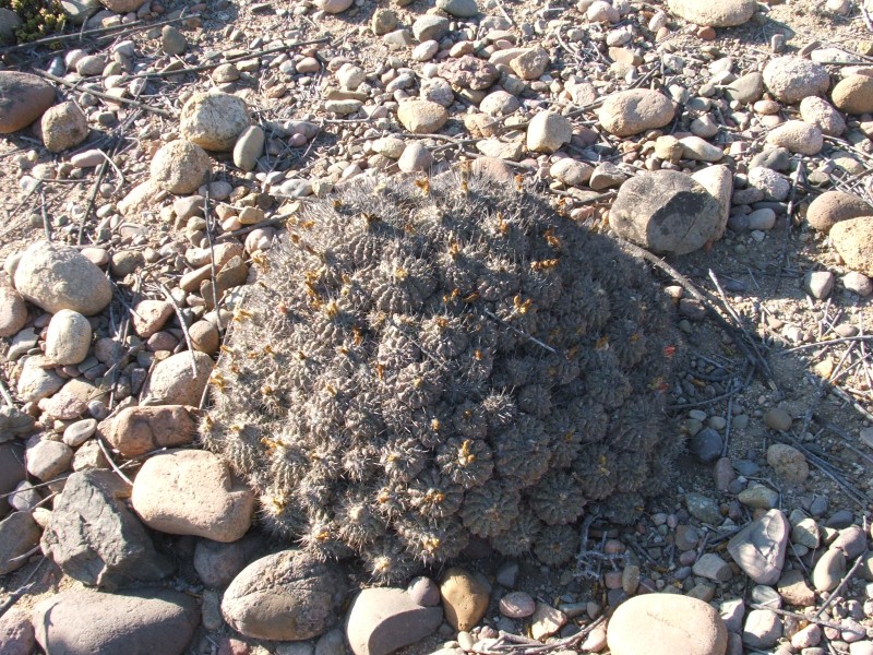 Copiapoa fiedleriana 