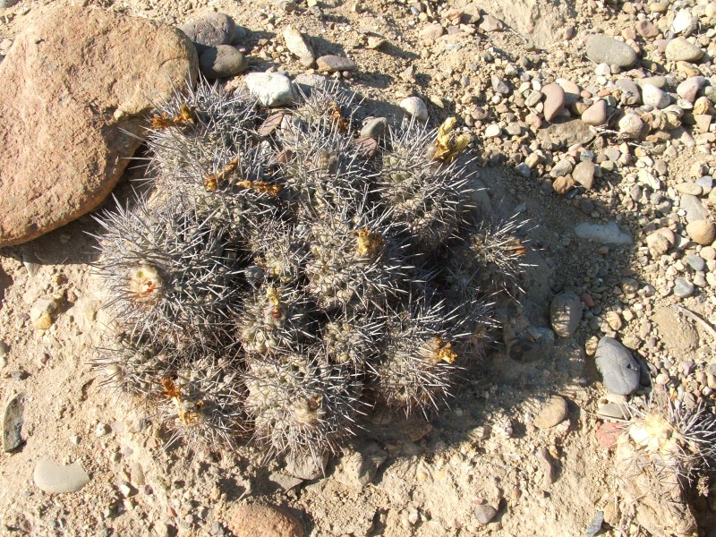 Copiapoa fiedleriana 