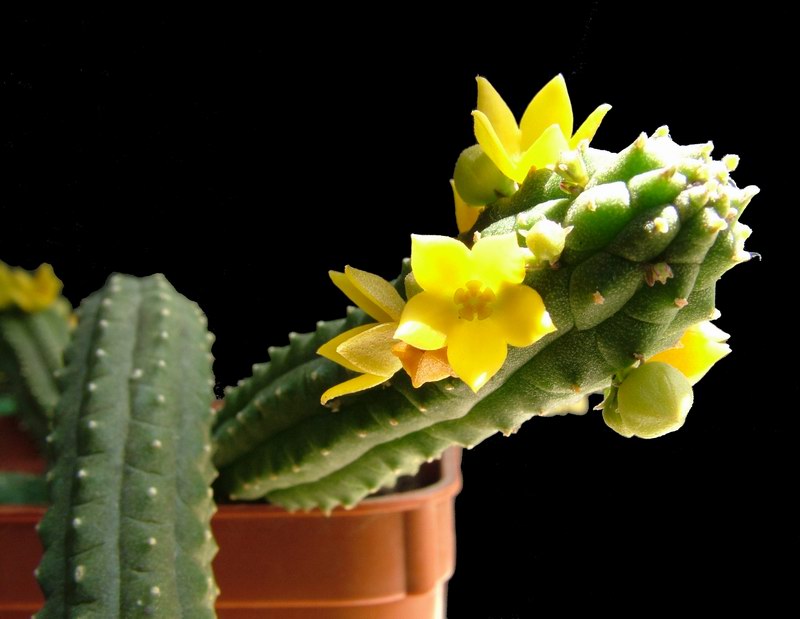 Echidnopsis cereiformis 