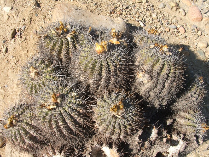 Copiapoa coquimbana v. vallenarensis 