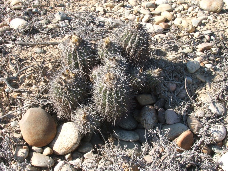 Copiapoa coquimbana v. vallenarensis 