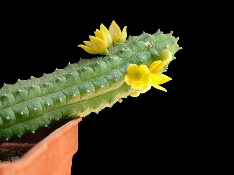 Echidnopsis cereiformis 