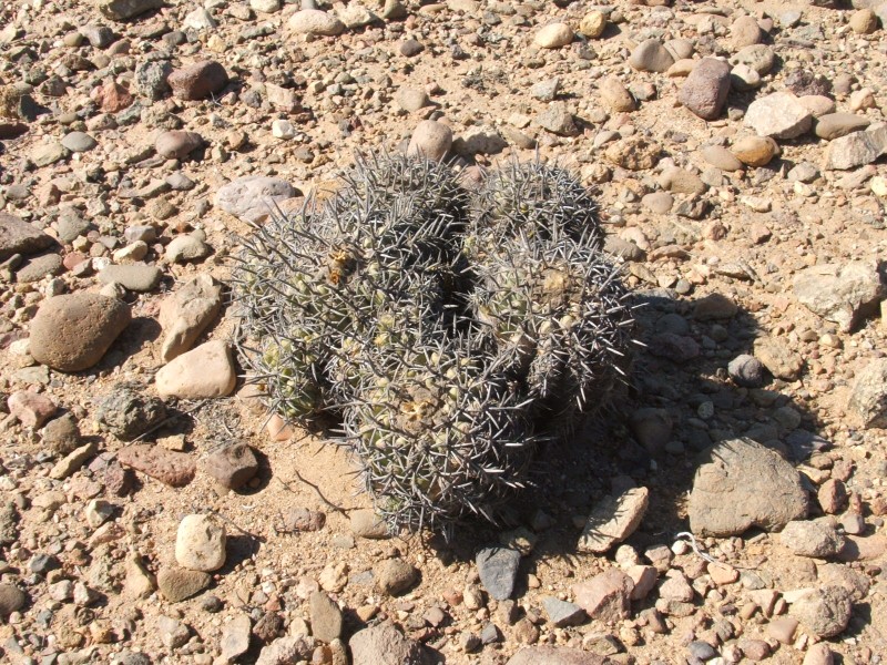 Copiapoa alticostata 