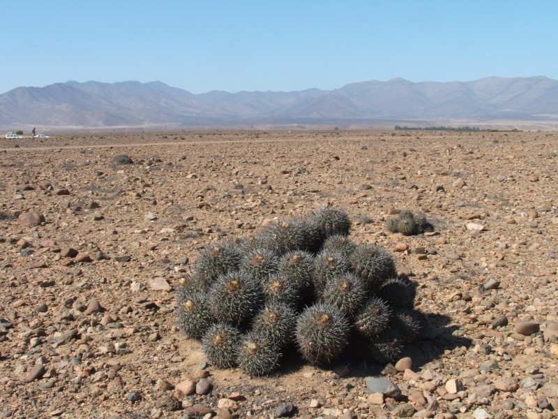 Copiapoa alticostata 