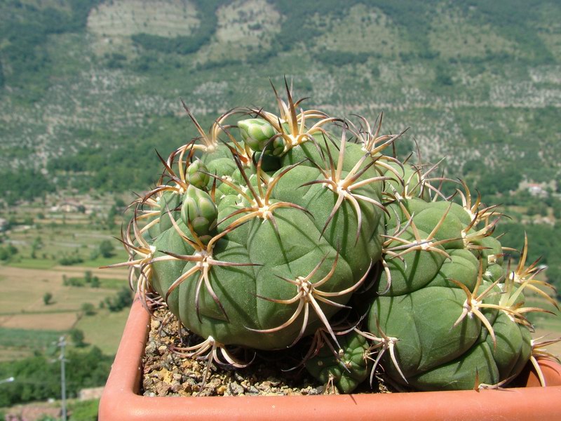 Gymnocalycium pflanzii 