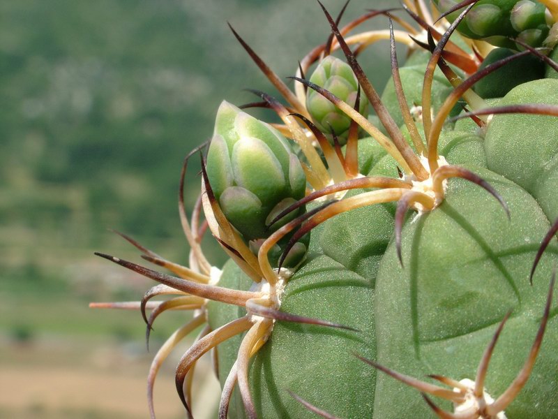 Gymnocalycium pflanzii 