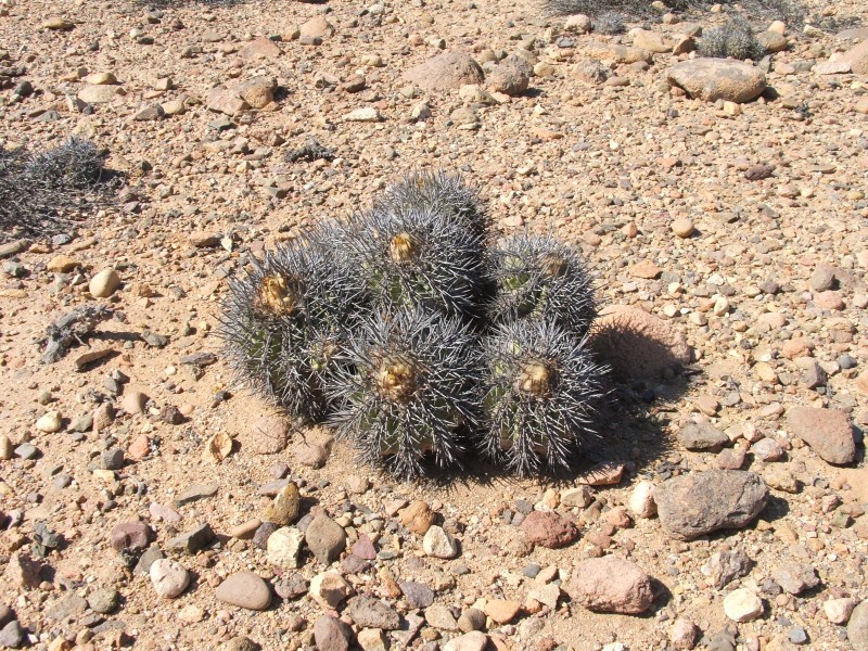 Copiapoa alticostata 