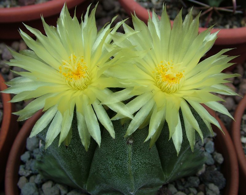 Astrophytum myriostigma 