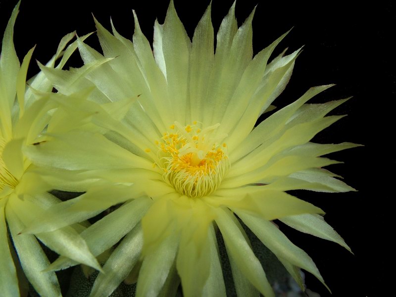 Astrophytum myriostigma 