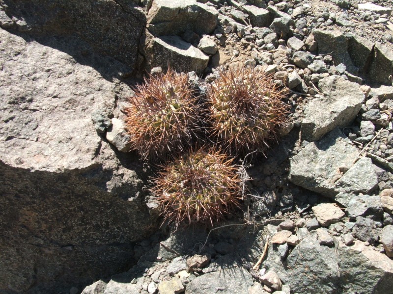 Copiapoa coquimbana v. vallenarensis 