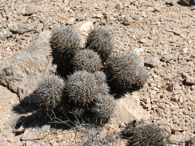 Copiapoa echinoides 