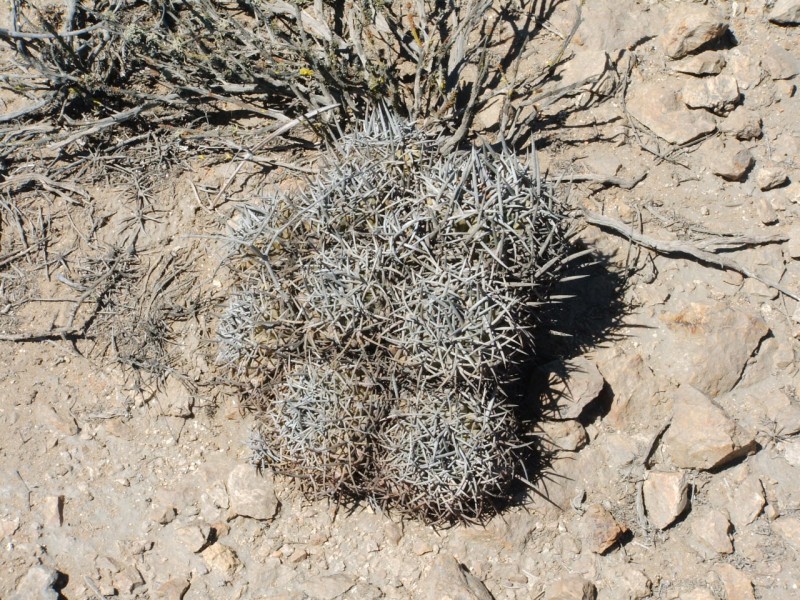 Copiapoa echinoides 