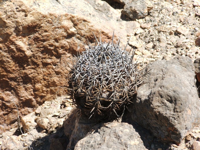Copiapoa echinoides 