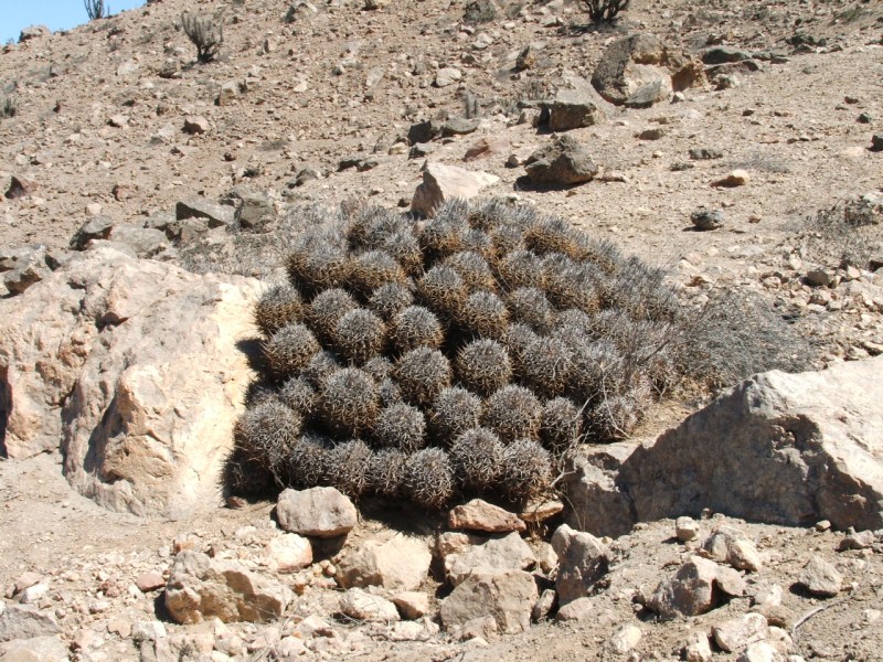 Copiapoa echinoides 