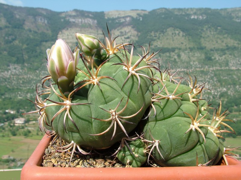 Gymnocalycium pflanzii 