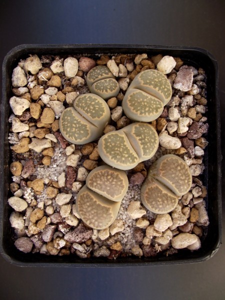 Lithops salicola 