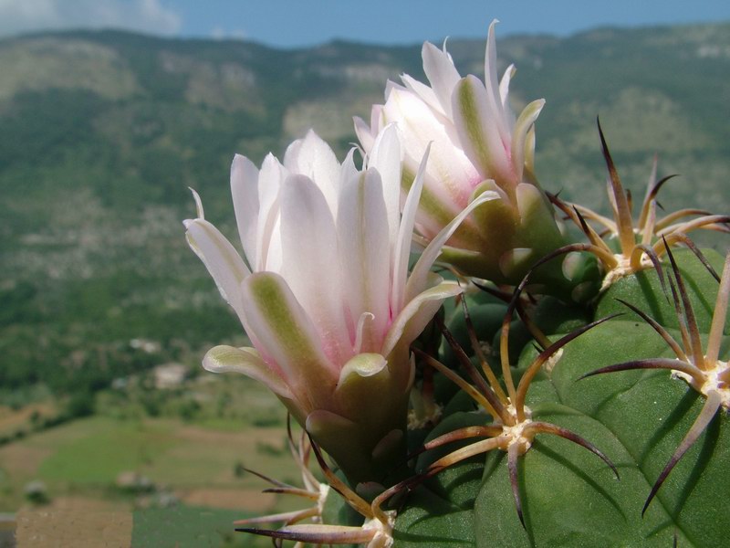 Gymnocalycium pflanzii 