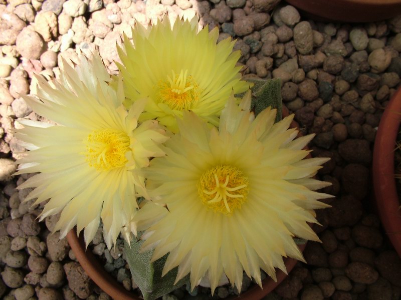 Astrophytum myriostigma 