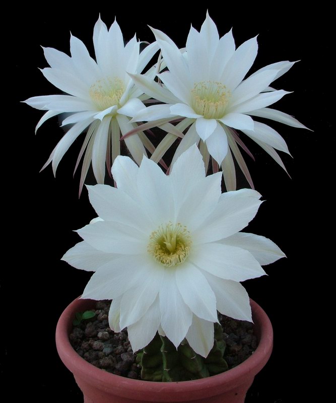 Echinopsis subdenudata 