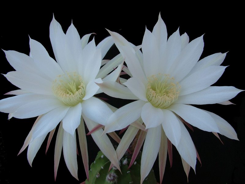 Echinopsis subdenudata 