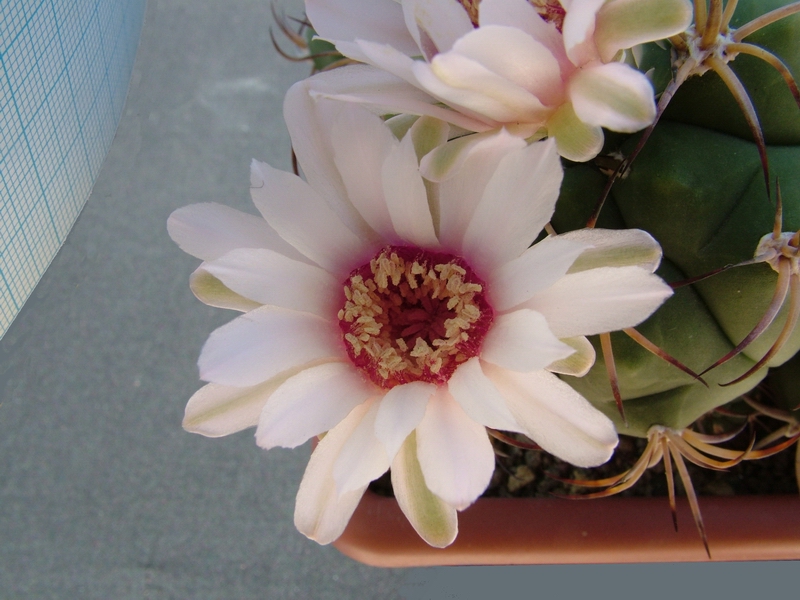 Gymnocalycium pflanzii 