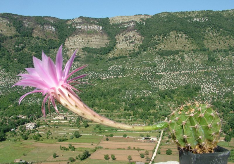 Echinopsis oxygona 