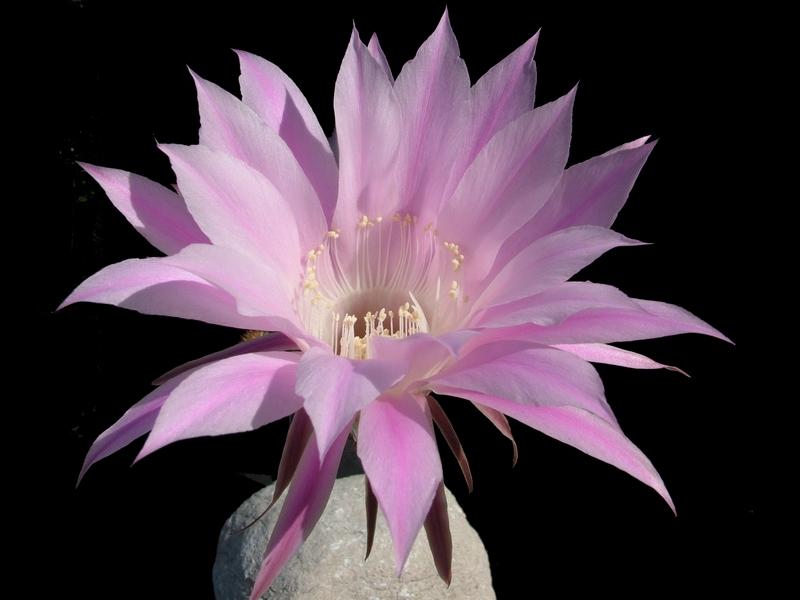 Echinopsis oxygona 