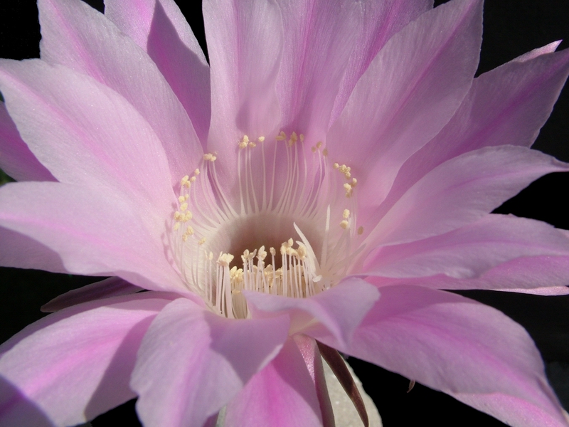 Echinopsis oxygona 