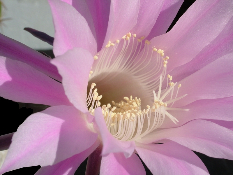 Echinopsis oxygona 