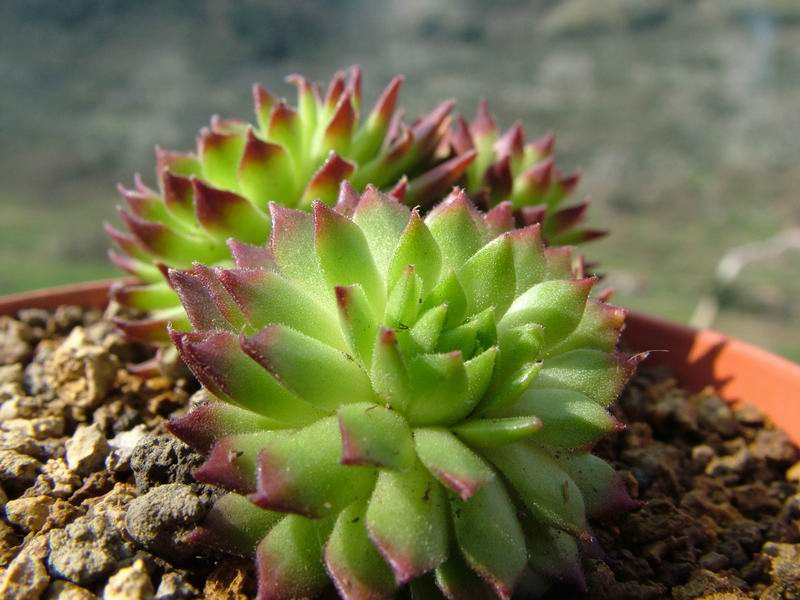 Sempervivum dolomiticum 