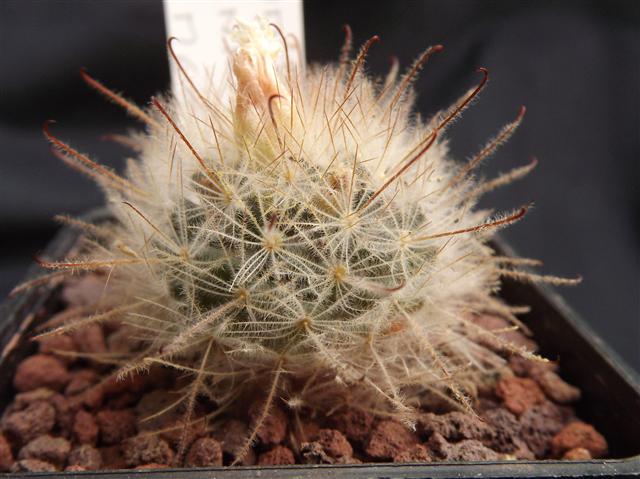 Mammillaria pennispinosa 