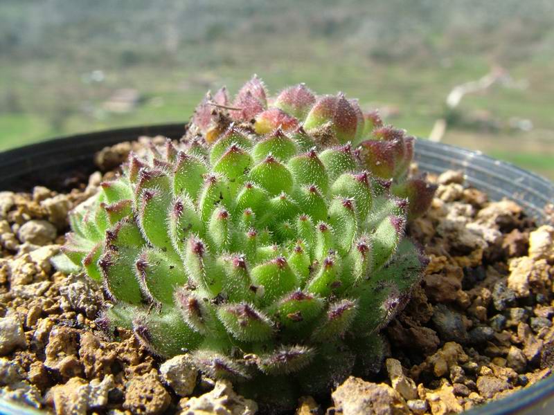 Sempervivum pittonii 