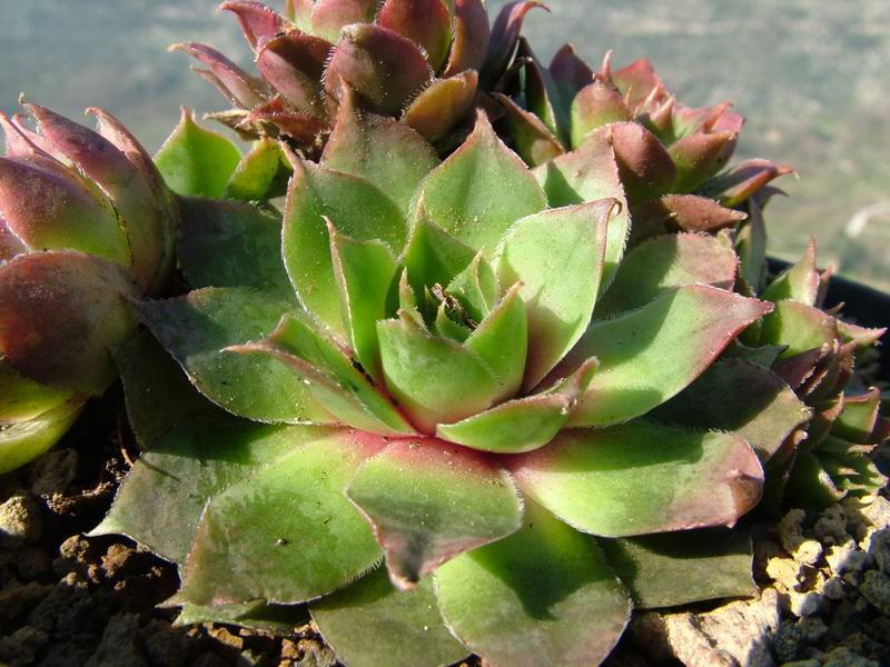 Sempervivum cv. 'emerald giant' 