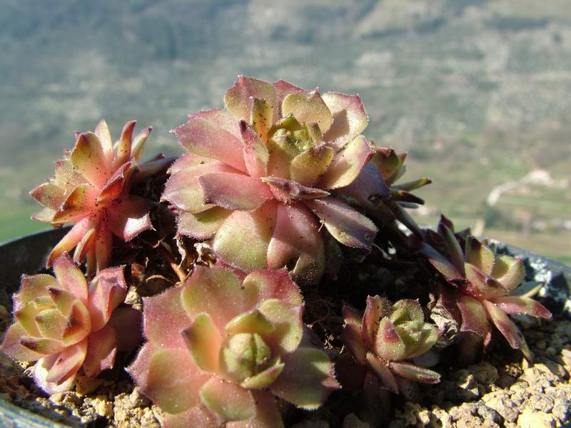 Sempervivum cv. 'exorna' 