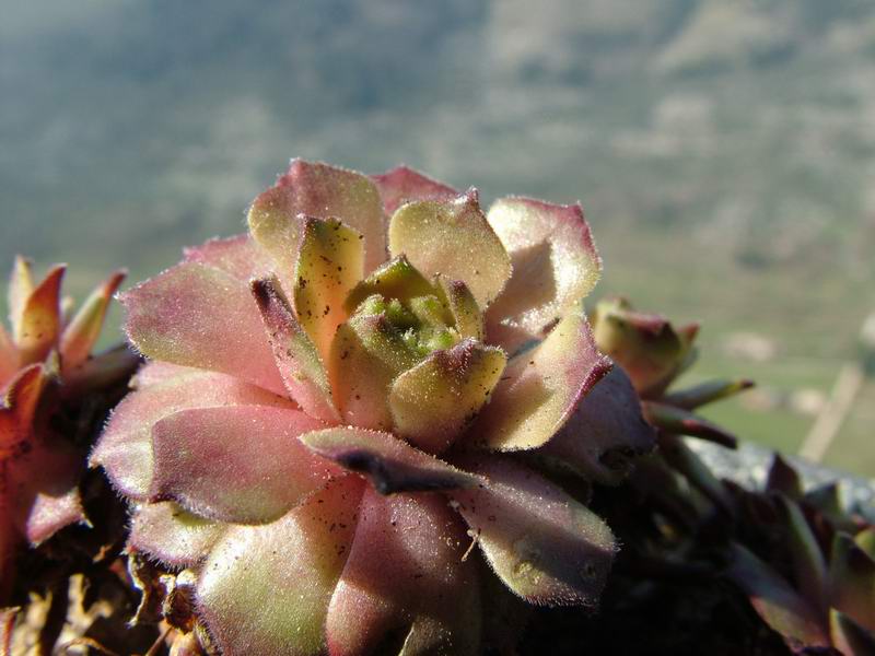 Sempervivum cv. 'exorna' 