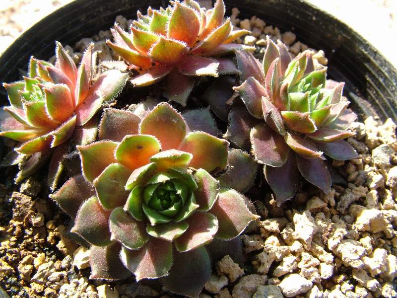 sempervivum cv. 'ford amiability'