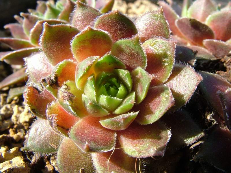 Sempervivum cv. 'ford amiability' 