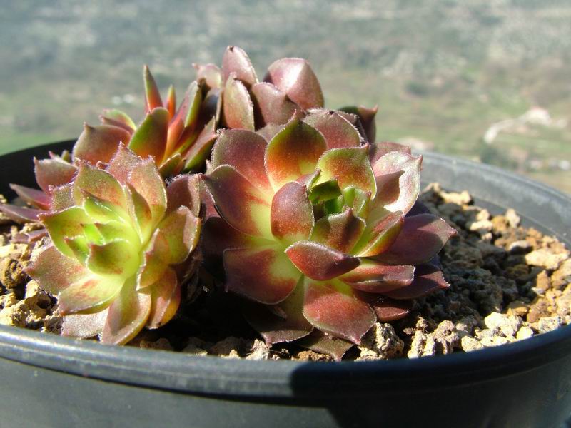 sempervivum cv. 'gamma'