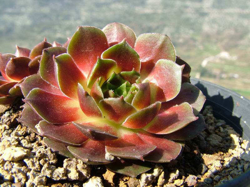 Sempervivum cv. 'Gamma' 