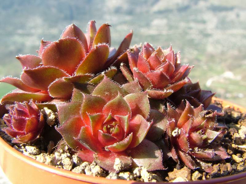 sempervivum cv. 'granat'