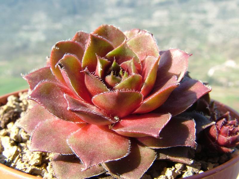 Sempervivum cv. 'Granat' 