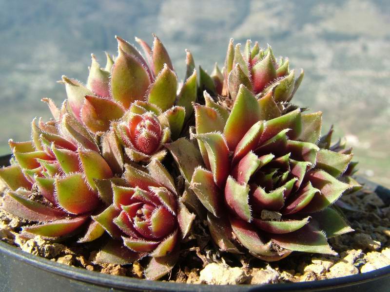 sempervivum cv. 'irazu'