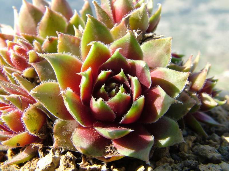 Sempervivum cv. 'irazu' 