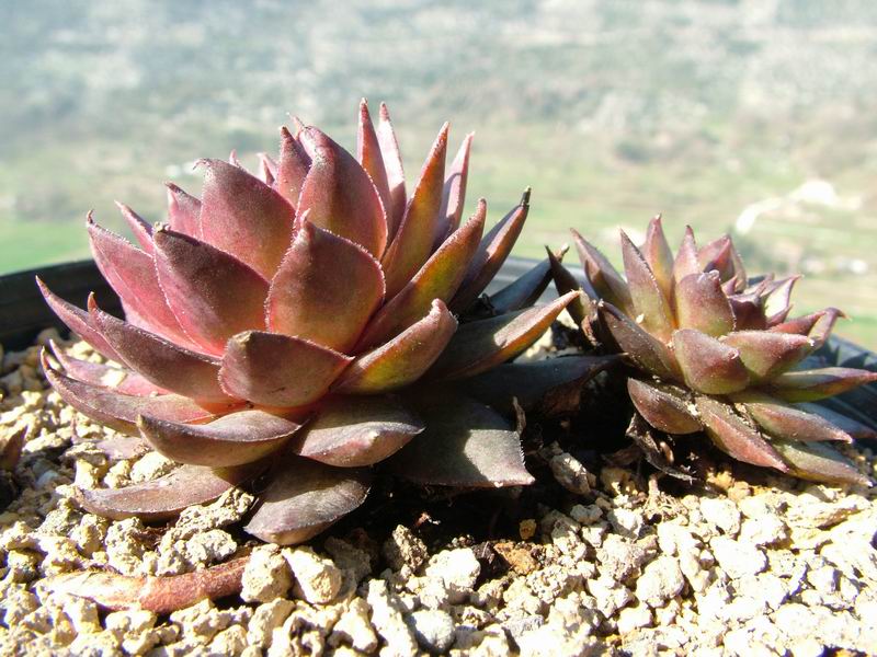 Sempervivum cv. 'Lady Kelly' 