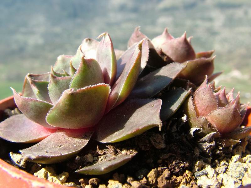 Sempervivum cv. 'state fair' 