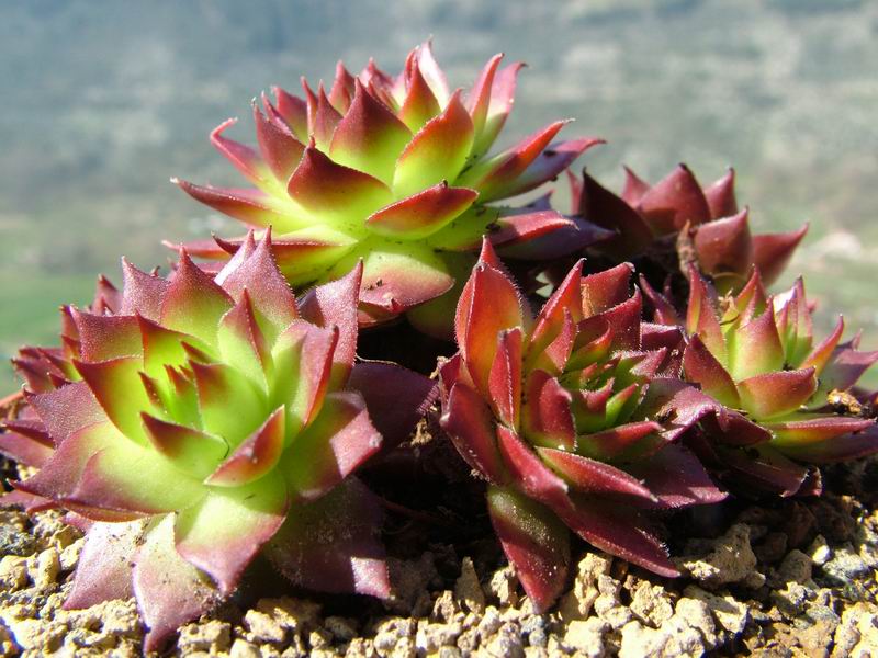 Sempervivum cv. 'sunset' 