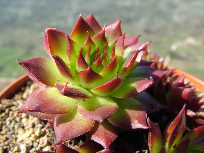 Sempervivum cv. 'sunset' 