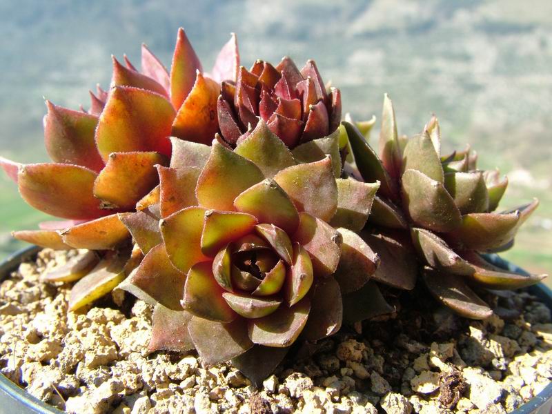 sempervivum cv. 'zirkon'