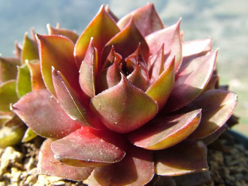 Sempervivum cv. 'zirkon' 