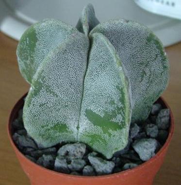 Astrophytum myriostigma 